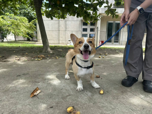 桃園市待認養狗 威爾斯柯基犬