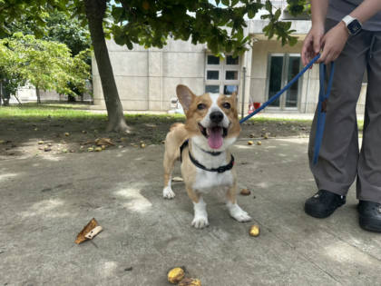 桃園市待認養狗｜威爾斯柯基犬｜黃白色｜公