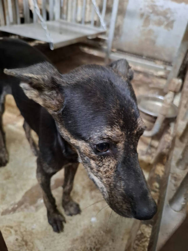 台南市待認養狗 混種犬