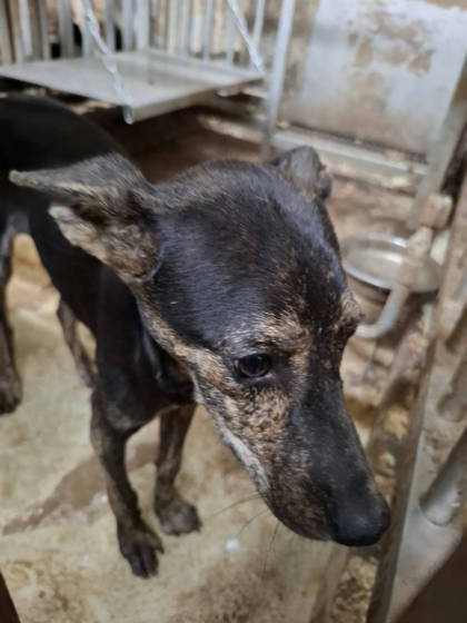 台南市待認養狗｜混種犬｜黑黃色｜母