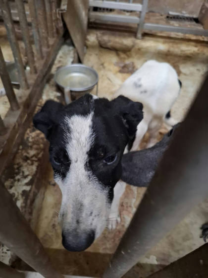 台南市待認養狗｜混種犬｜黑白色｜公