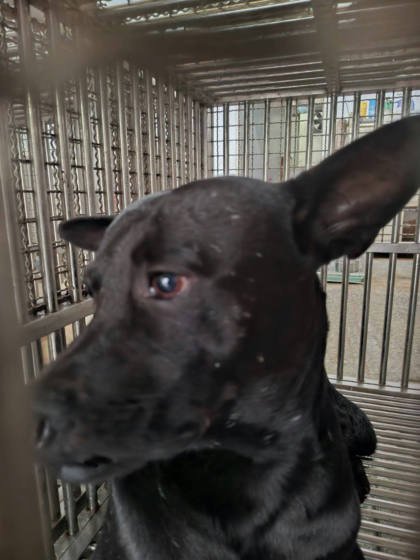 台南市待認養狗｜混種犬｜黑色｜公
