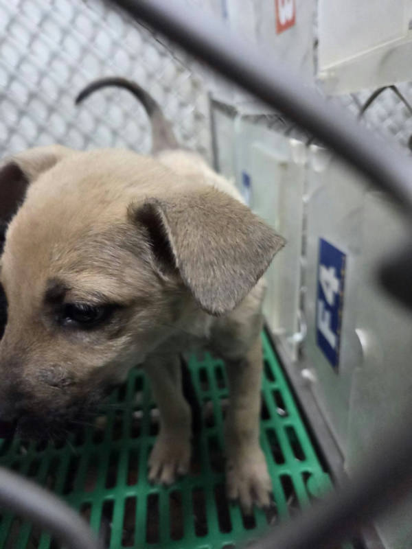 台東縣待認養狗 混種犬
