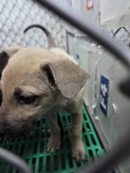 台東縣待認養狗｜混種犬｜米色｜母