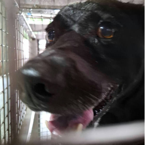 台南市待認養狗 混種犬