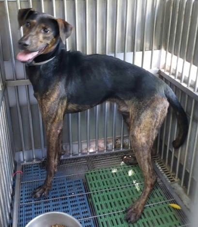 新北市待認養狗｜混種犬｜黑灰色｜公