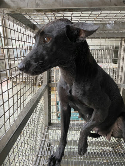 台南市待認養狗｜混種犬｜黑色｜母