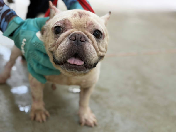 桃園市待認養狗 法國鬥牛犬
