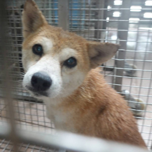 台南市待認養狗 柴犬