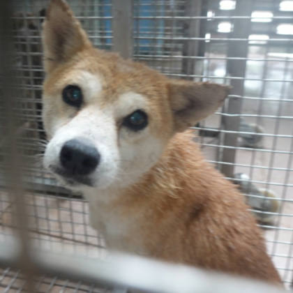 台南市待認養狗｜柴犬｜黃色｜母