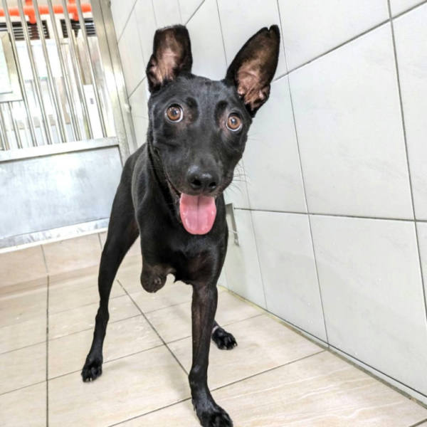 新竹縣待認養狗 混種犬