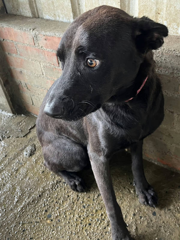 彰化縣待認養狗 混種犬
