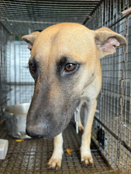 彰化縣待認養狗｜混種犬｜黃色｜母