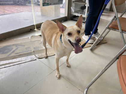 高雄市待認養狗｜混種犬｜黃色｜公