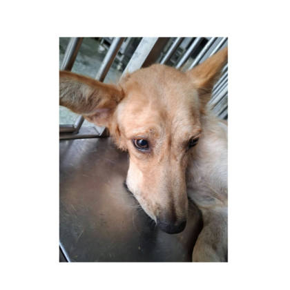 台南市待認養狗｜混種犬｜黃色｜母