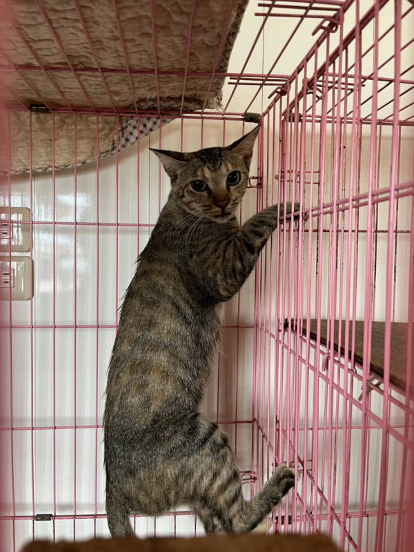 彰化縣待認養貓 混種貓