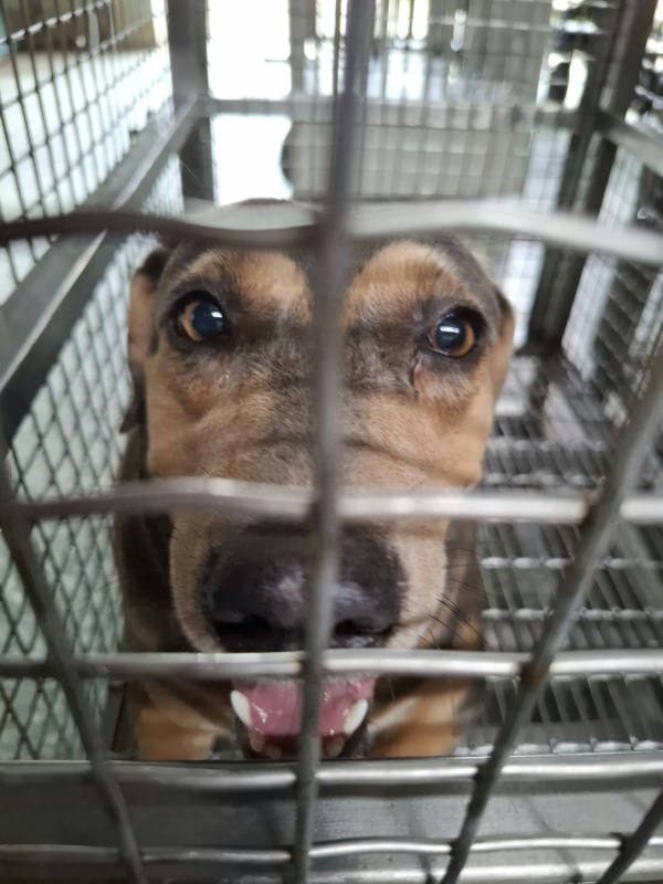 台南市待認養狗 混種犬