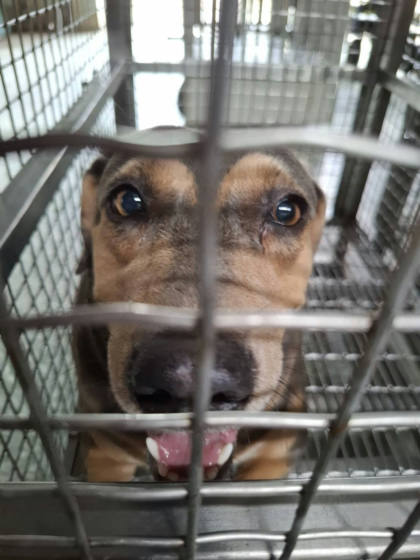 台南市待認養狗｜混種犬｜黑黃色｜母