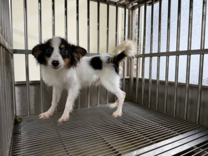 桃園市待認養狗｜蝴蝶犬｜花色｜公
