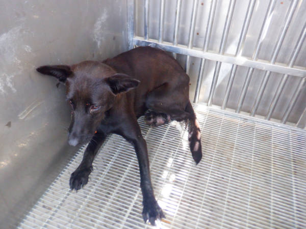 南投縣待認養狗 混種犬