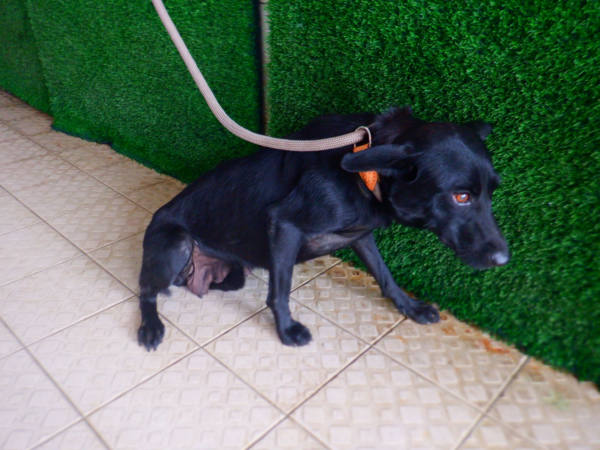 南投縣待認養狗 混種犬