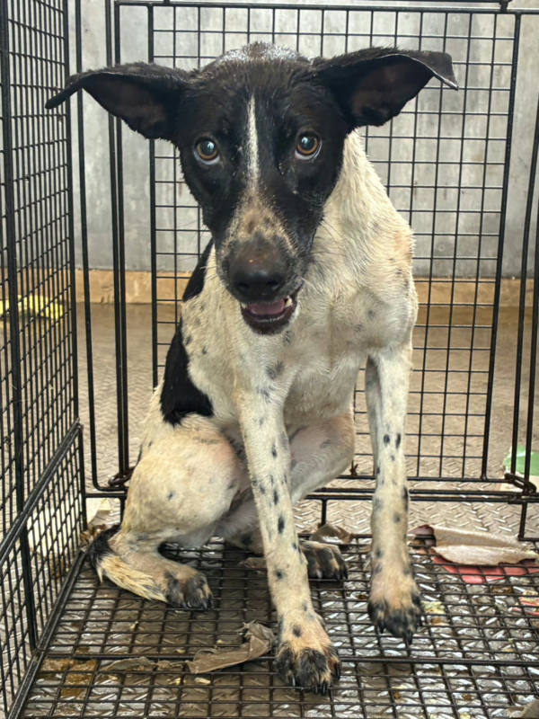 彰化縣待認養狗 混種犬