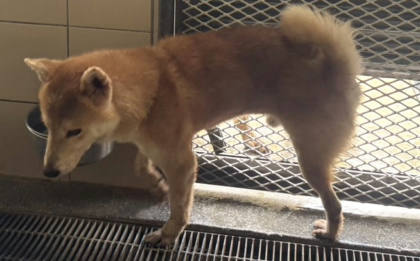 高雄市待認養狗｜柴犬｜黃色｜公