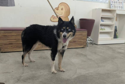 台北市待認養狗｜混種犬｜棕黑色｜母