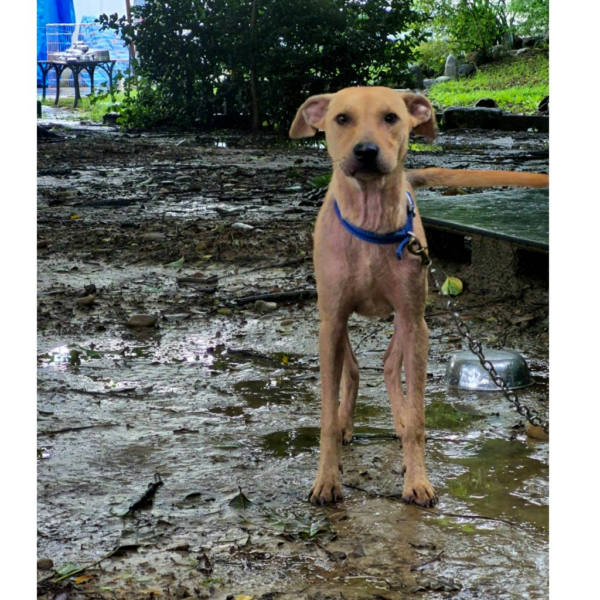台南市待認養狗 混種犬