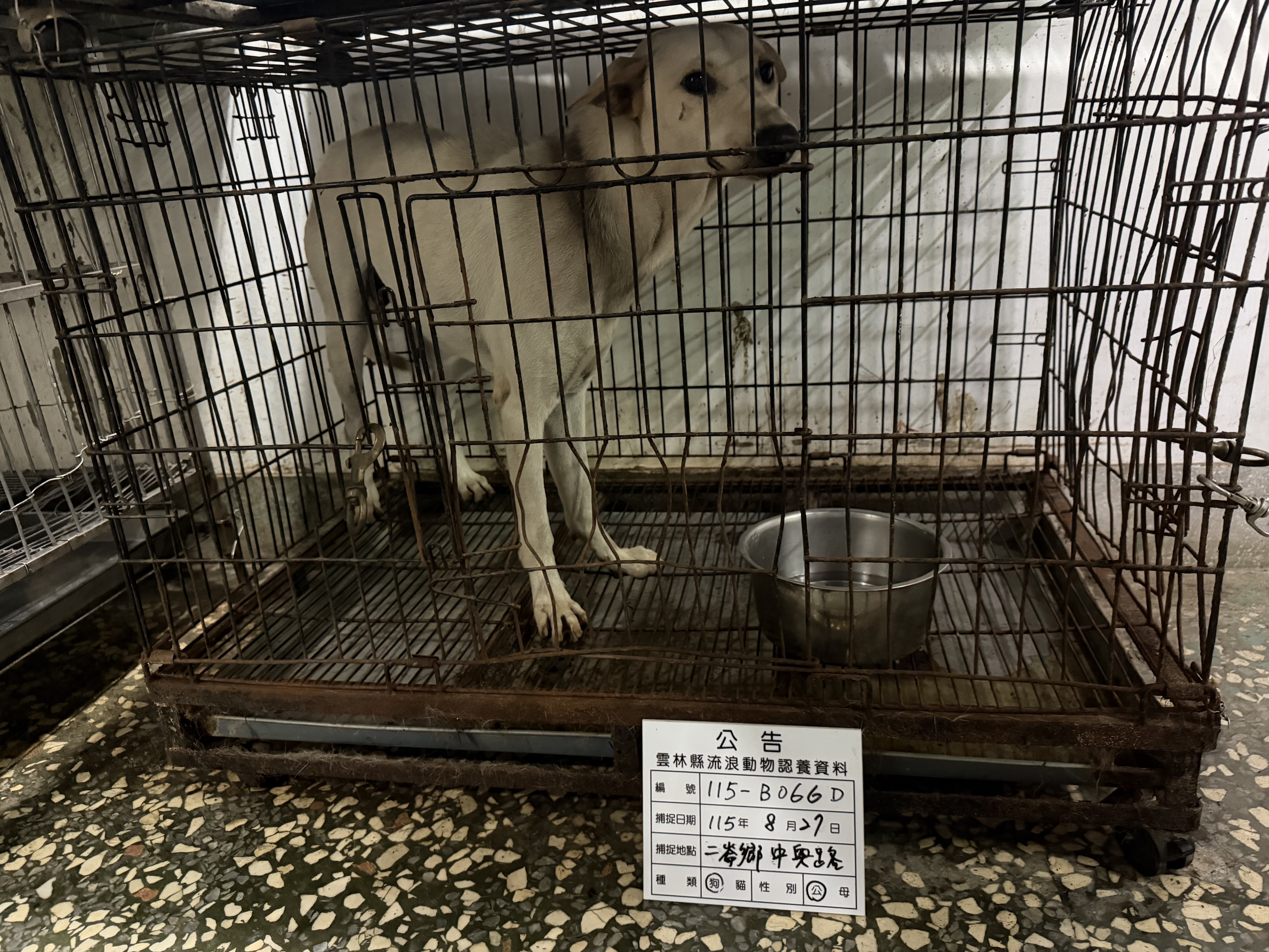雲林縣待認養狗｜混種犬｜白色｜公