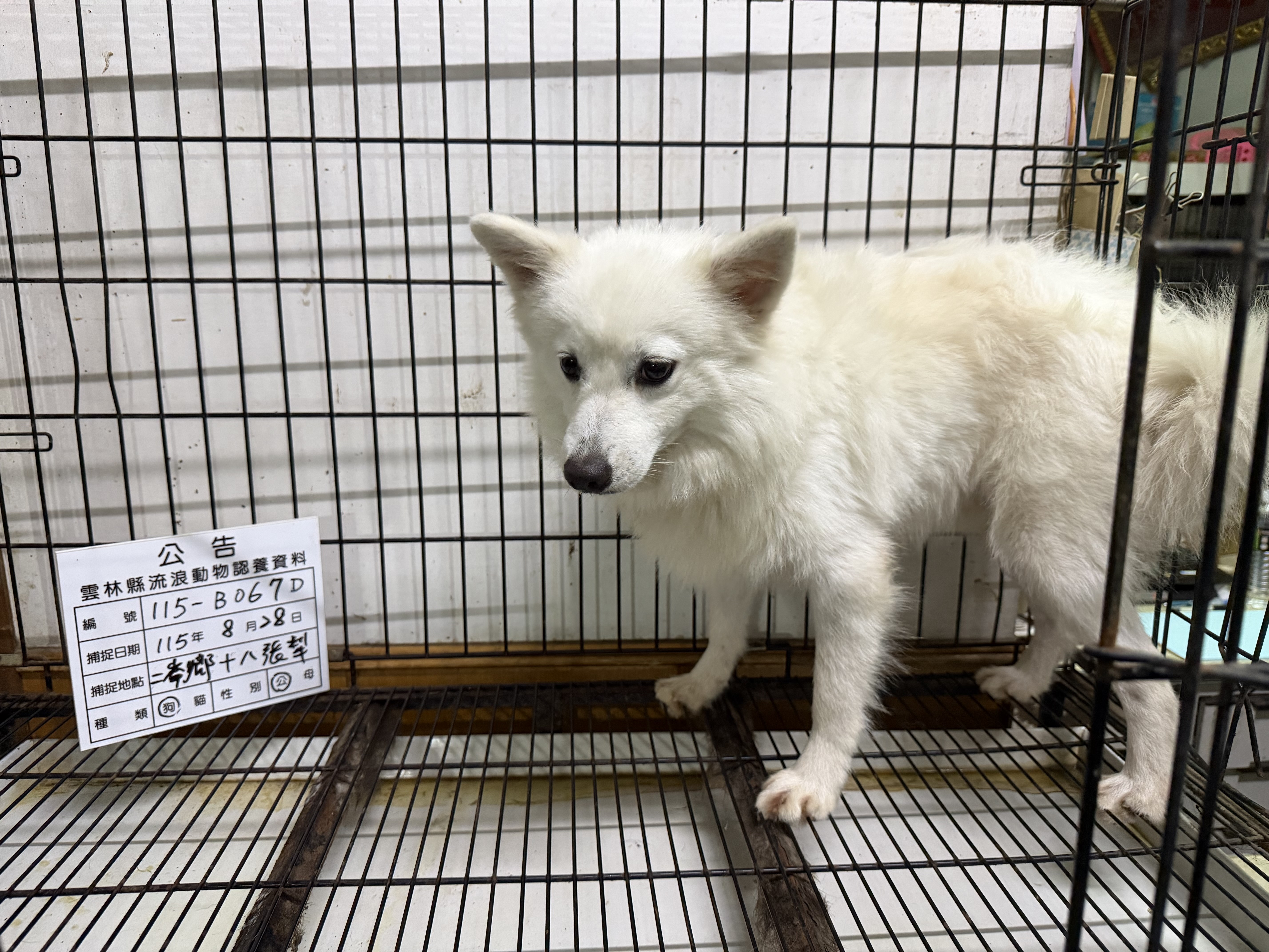 雲林縣待認養狗 日本狐狸犬