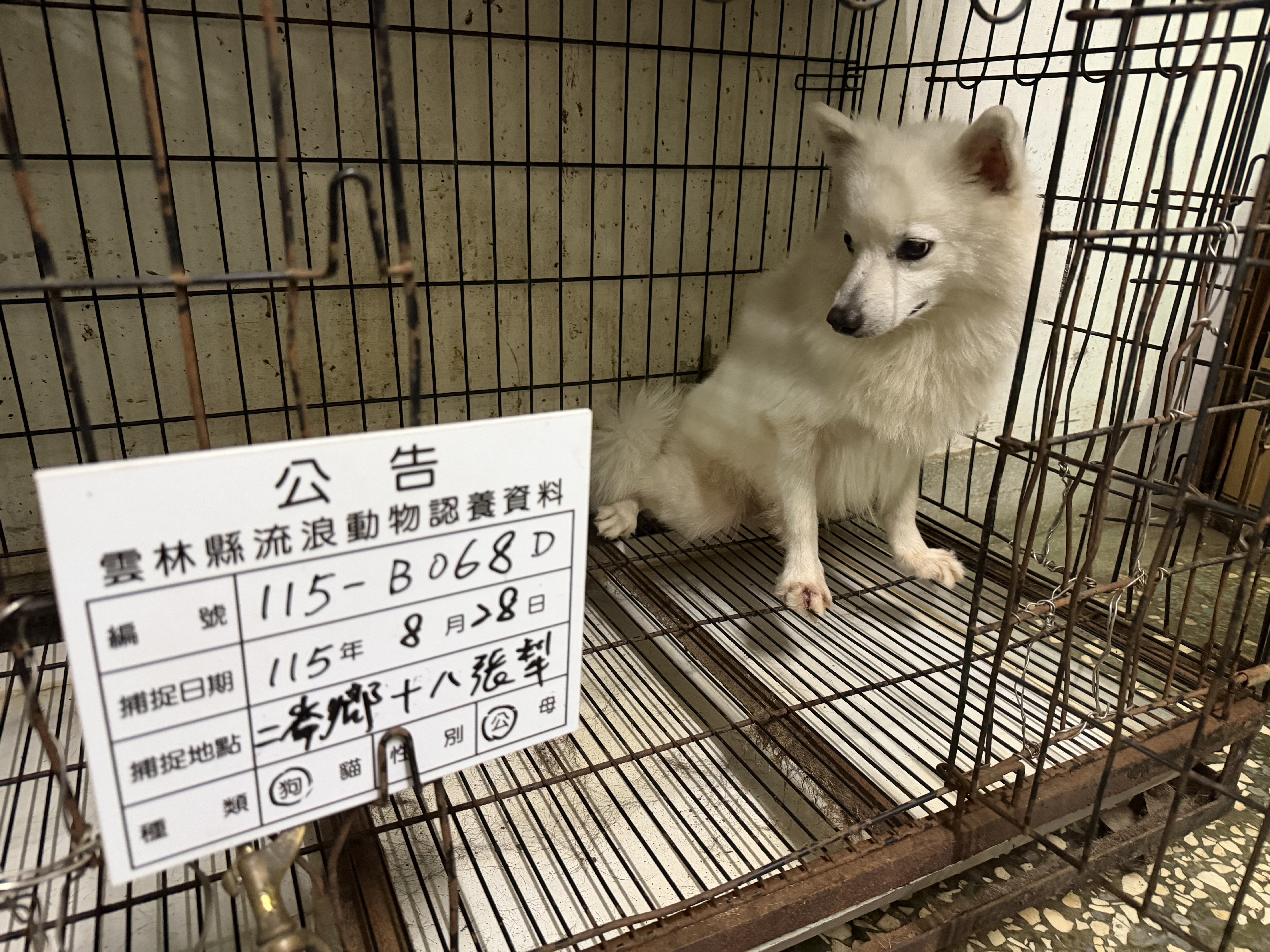 雲林縣待認養狗｜日本狐狸犬｜白色｜公