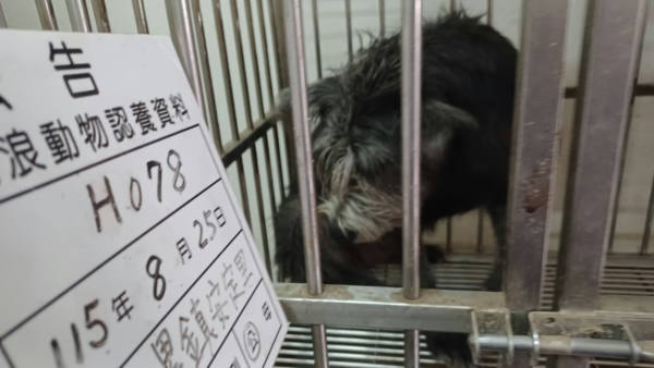 雲林縣待認養狗 混種犬