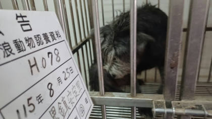 雲林縣待認養狗｜混種犬｜黑色｜公