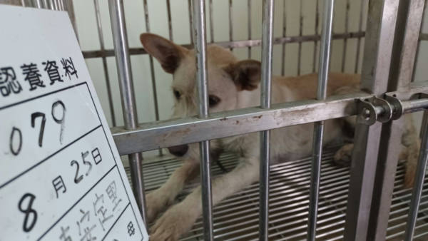 雲林縣待認養狗 混種犬