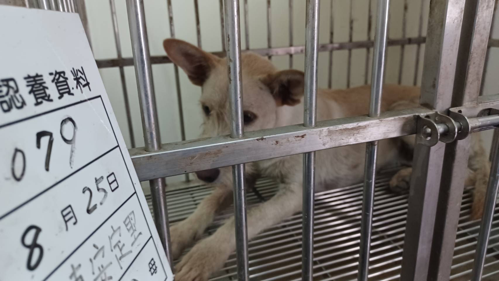 雲林縣待認養狗｜混種犬｜黃色｜公