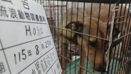 雲林縣待認養狗｜混種犬｜黃色｜母
