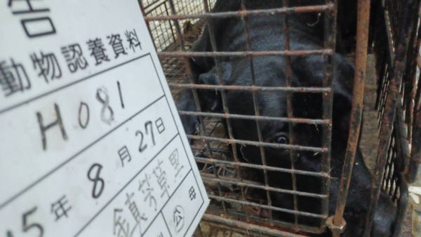 雲林縣待認養狗 混種犬