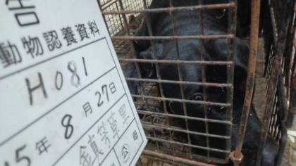雲林縣待認養狗｜混種犬｜黑色｜公