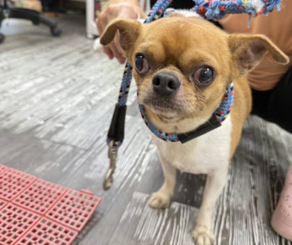 新北市待認養狗｜吉娃娃犬｜黃白色｜公