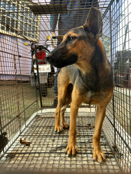 彰化縣待認養狗｜混種犬｜公