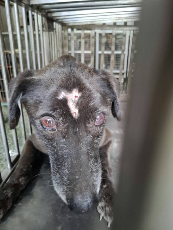台南市待認養狗 混種犬