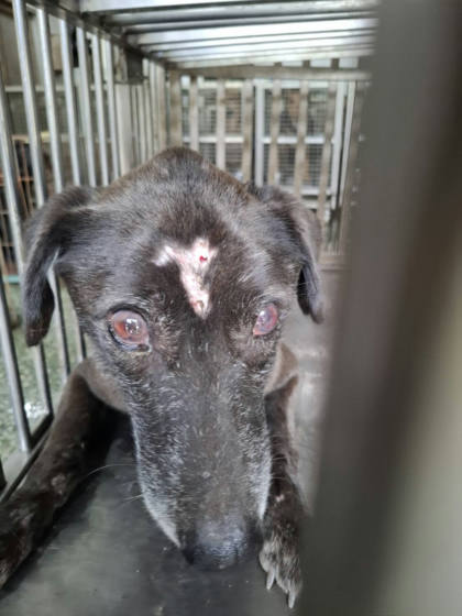 台南市待認養狗｜混種犬｜黑色｜公