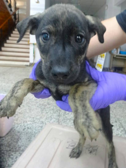 宜蘭縣待認養狗 混種犬
