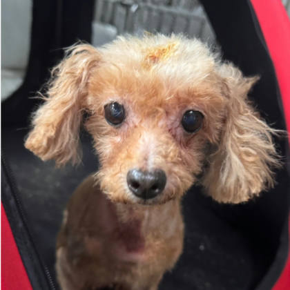 新北市待認養狗｜貴賓犬｜棕色｜母