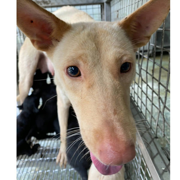 台南市待認養狗 混種犬