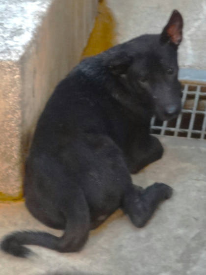 宜蘭縣待認養狗｜混種犬｜黑色｜公