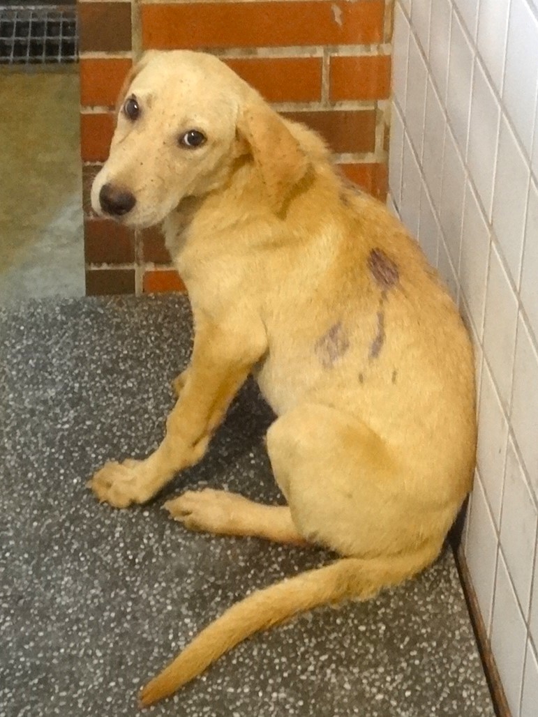 宜蘭縣待認養狗｜混種犬｜黃色｜母