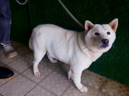 南投縣待認養狗｜柴犬｜白色｜母