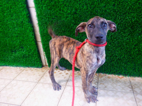 南投縣待認養狗 混種犬